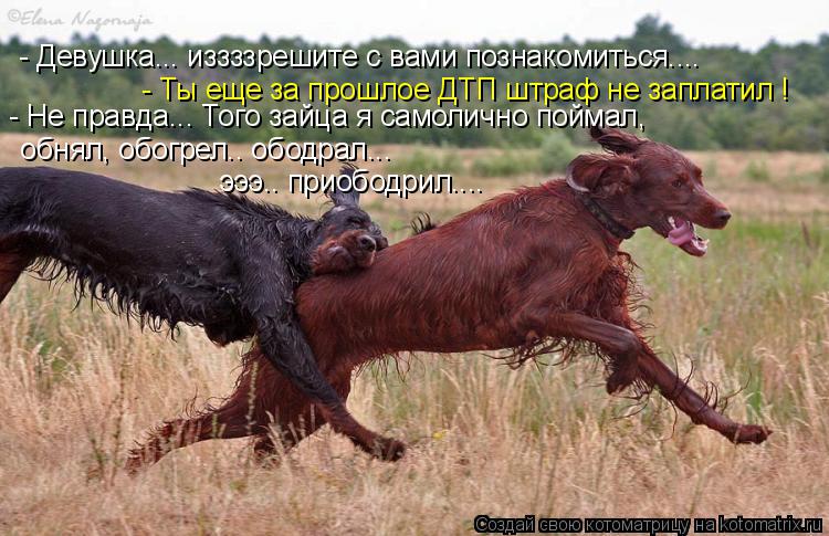 - Девушка... иззззрешите с вами познакомиться.... - Ты еще за прошлое ДТП штраф не заплатил ! - Не пр... Котоматрица: - Девушка... иззззрешите с вами познакомиться.... - Ты еще за прошлое ДТП штраф не заплатил ! - Не правда... Того зайца я самолично поймал, обнял,