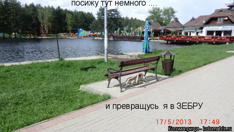 посижу тут немного .... и превращусь я в ЗЕБРУ... Котоматрица: посижу тут немного .... и превращусь я в ЗЕБРУ