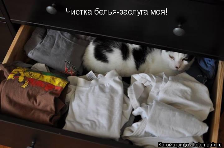Чистка белья-заслуга моя!... Котоматрица: Чистка белья-заслуга моя!