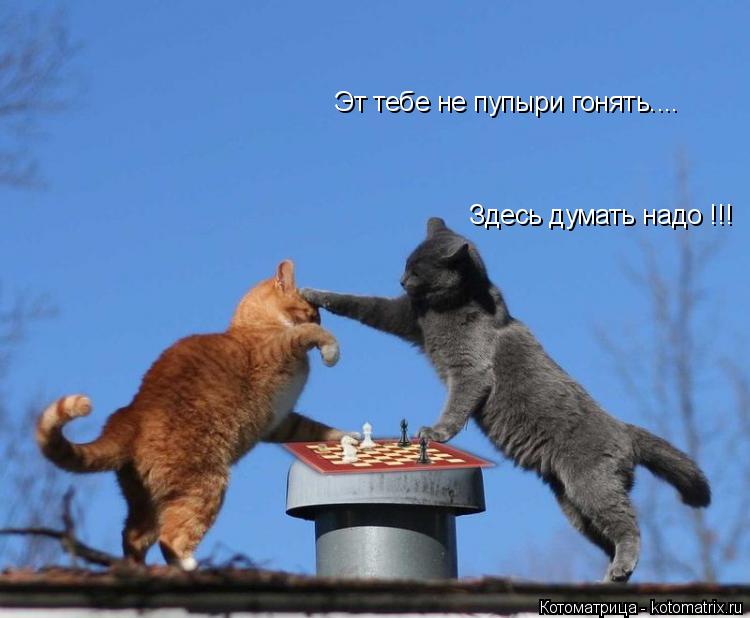 Эт тебе не пупыри гонять.... Здесь думать надо !!!... Котоматрица: Эт тебе не пупыри гонять.... Здесь думать надо !!!