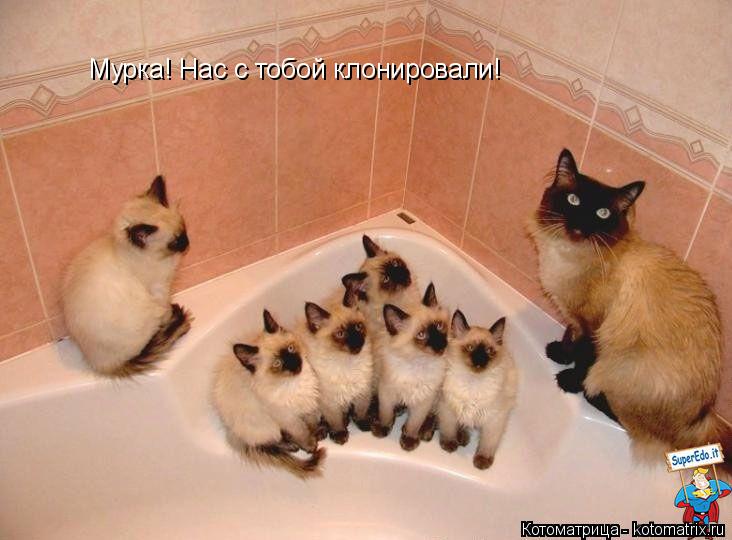 Мурка! Нас с тобой клонировали!... Котоматрица: Мурка! Нас с тобой клонировали!