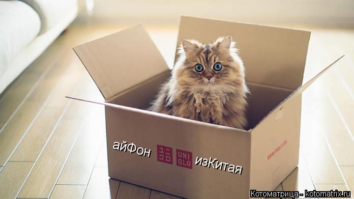 Котоматрица: айФон изКитая