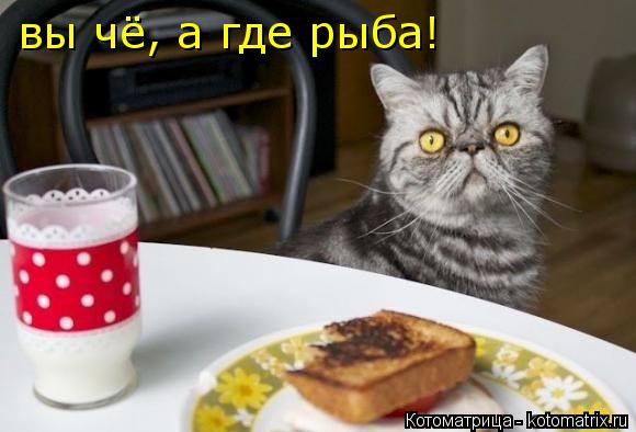 вы чё, а где рыба!... Котоматрица: вы чё, а где рыба!