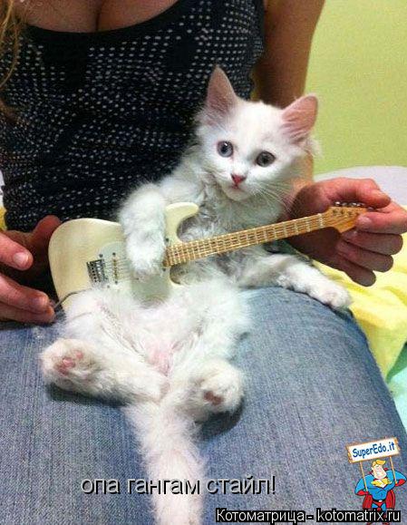 Котоматрица: опа гангам стайл!