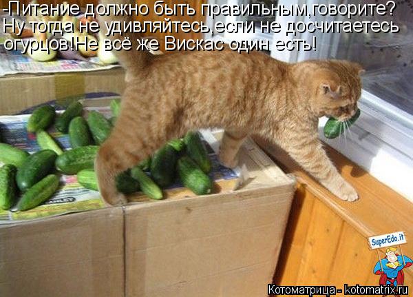 -Питание должно быть правильным,говорите? Ну тогда не удивляйтесь,если не досчитаетесь огурцов!Не всё... Котоматрица: -Питание должно быть правильным,говорите? Ну тогда не удивляйтесь,если не досчитаетесь огурцов!Не всё же Вискас один есть!