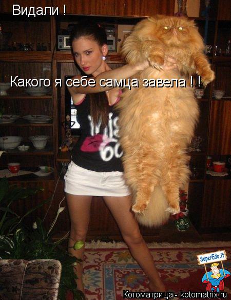 Видали ! Какого я себе самца завела ! !... Котоматрица: Видали ! Какого я себе самца завела ! !