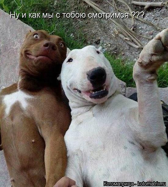 Ну и как мы с тобою смотримся ???... Котоматрица: Ну и как мы с тобою смотримся ???