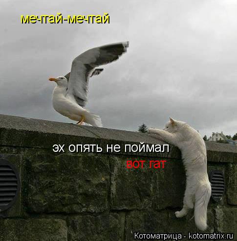 эх опять не поймал эх опять не поймал вот гат мечтай-мечтай... Котоматрица: эх опять не поймал эх опять не поймал вот гат мечтай-мечтай