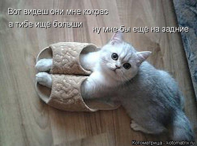 Котоматрица: Вот видеш они мне кокрас а тибе ищё больши ну мне бы ещё на задние