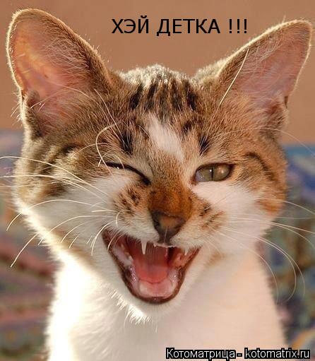 ХЭЙ ДЕТКА !!!... Котоматрица: ХЭЙ ДЕТКА !!!