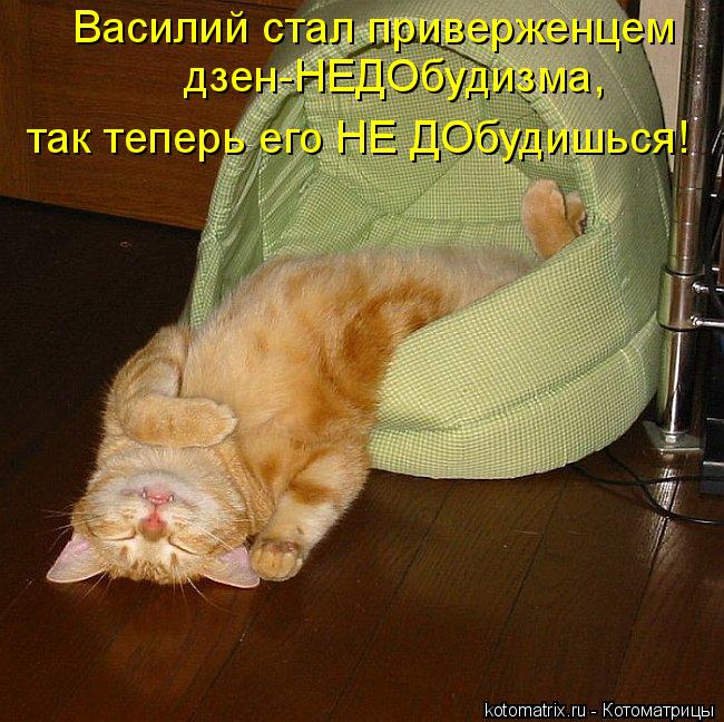 Котоматрица: Василий стал приверженцем  дзен-НЕДОбудизма,  так теперь его НЕ ДОбудишься!