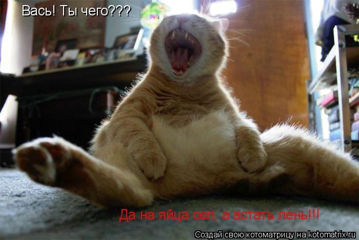 Котоматрица: Вась! Ты чего??? Да на яйца сел, а встать лень!!!