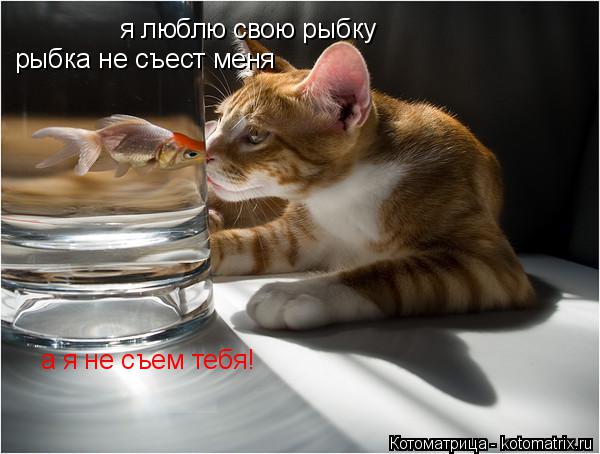 Котоматрица: я люблю свою рыбку рыбка не съест меня а я не съем тебя!
