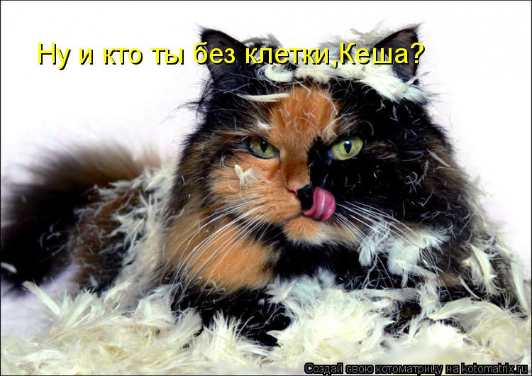 Ну и кто ты без клетки,Кеша?... Котоматрица: Ну и кто ты без клетки,Кеша?