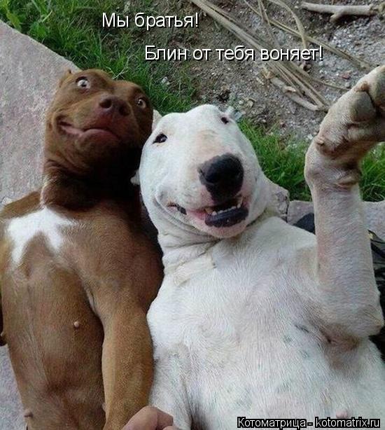 Мы братья! Блин от тебя воняет!... Котоматрица: Мы братья! Блин от тебя воняет!