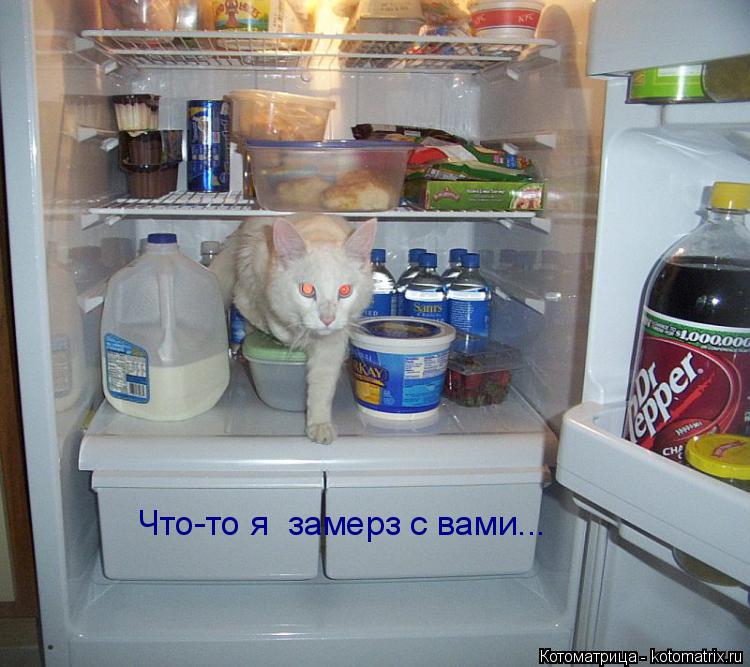 Что-то я замерз с вами...... Котоматрица: Что-то я замерз с вами...