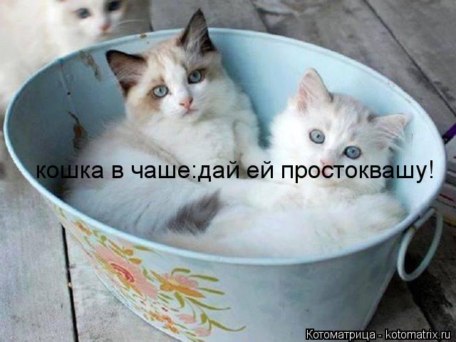 Котоматрица: кошка в чаше:дай ей простоквашу!