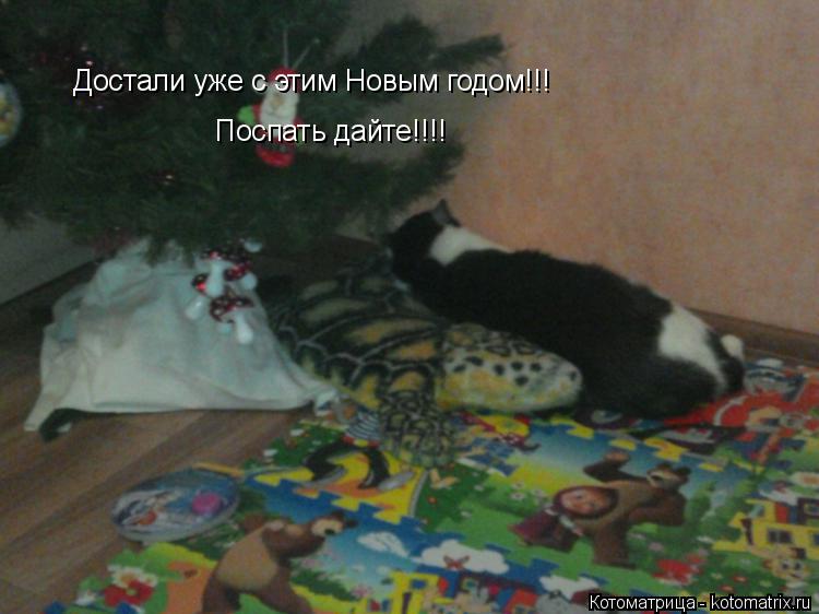 Достали уже с этим Новым годом!!! Поспать дайте!!!!... Котоматрица: Достали уже с этим Новым годом!!! Поспать дайте!!!!