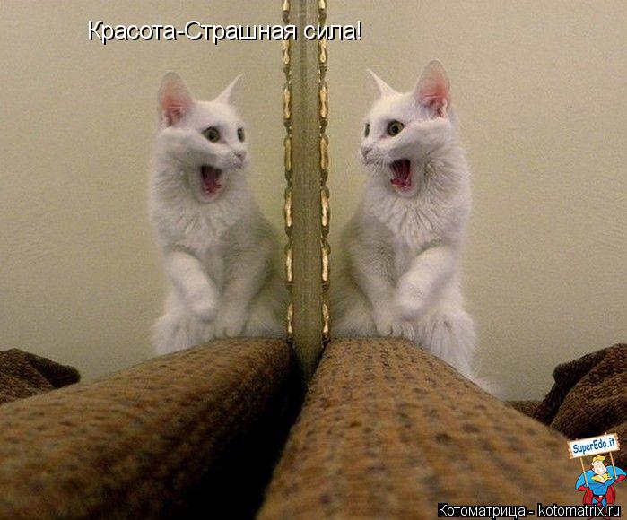 Красота-Страшная сила!... Котоматрица: Красота-Страшная сила!
