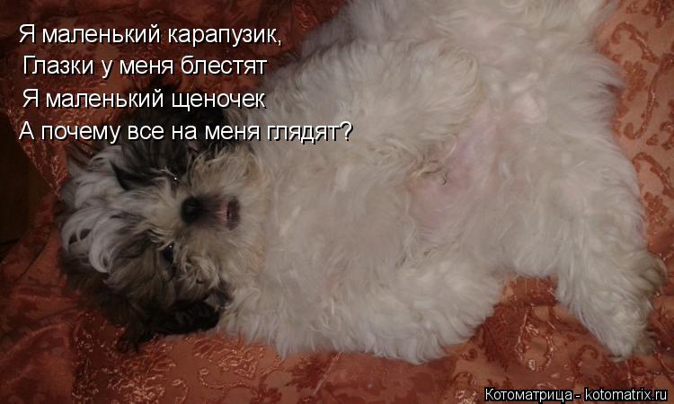 Котоматрица: Я маленький карапузик, Глазки у меня блестят Я маленький щеночек А почему все на меня глядят?
