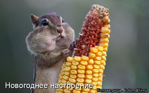 Новогоднее настроение... Котоматрица: Новогоднее настроение