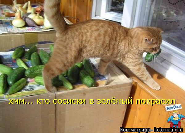 хмм... кто сосиски в зелёный покрасил... Котоматрица: хмм... кто сосиски в зелёный покрасил