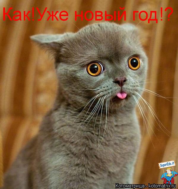 Котоматрица: Как!Уже новый год!?