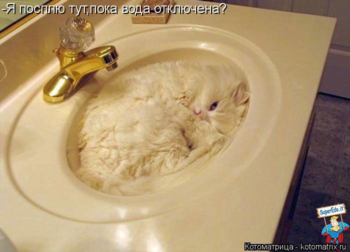 Котоматрица: -Я посплю тут,пока вода отключена?