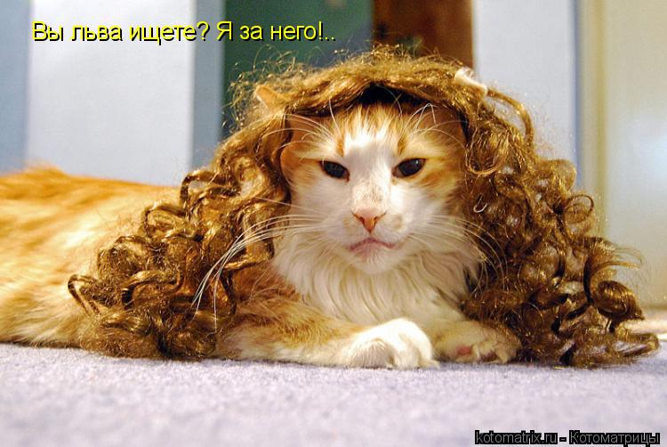 Вы льва ищете? Я за него!..... Котоматрица: Вы льва ищете? Я за него!..