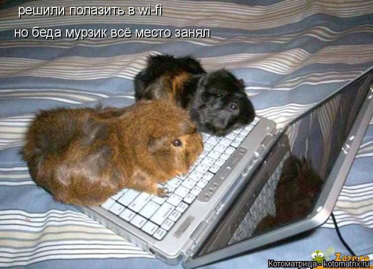 Котоматрица: решили полазить в wi-fi  но беда мурзик всё место занял