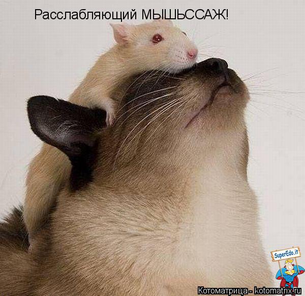 Расслабляющий МЫШЬССАЖ!... Котоматрица: Расслабляющий МЫШЬССАЖ!