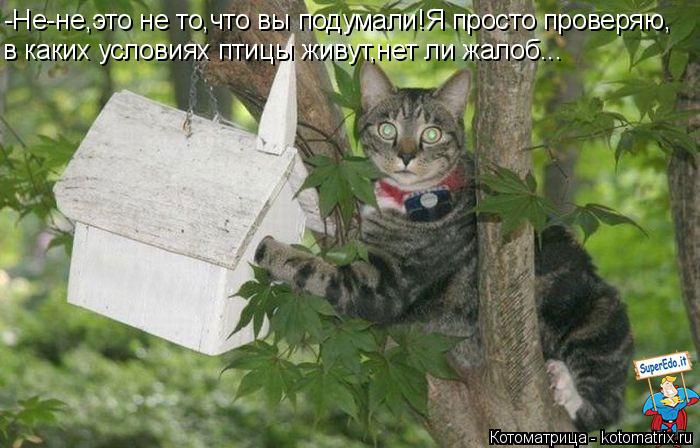 -Не-не,это не то,что вы подумали!Я просто проверяю, в каких условиях птицы живут,нет ли жалоб...... Котоматрица: -Не-не,это не то,что вы подумали!Я просто проверяю, в каких условиях птицы живут,нет ли жалоб...