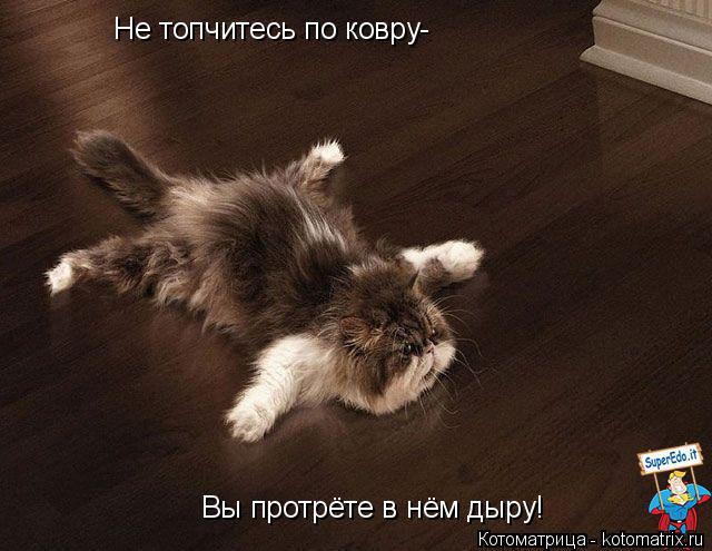 Не топчитесь по ковру- Вы протрёте в нём дыру!... Котоматрица: Не топчитесь по ковру- Вы протрёте в нём дыру!