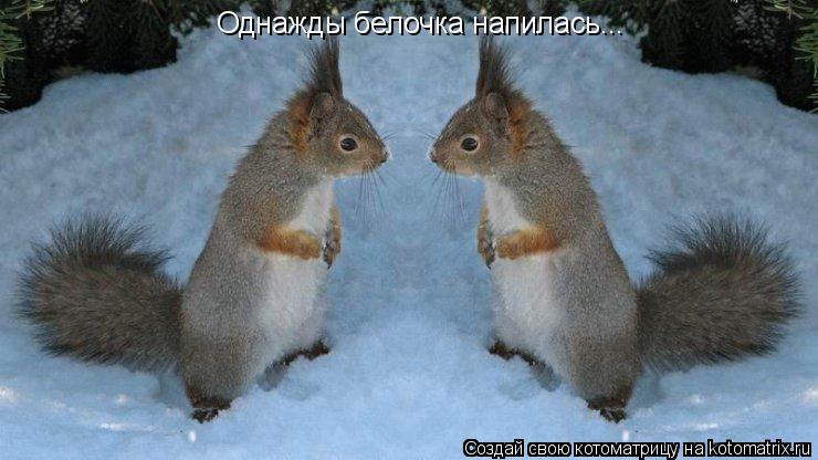 Котоматрица: Однажды белочка напилась...
