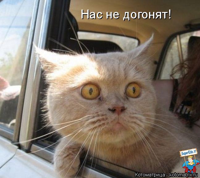 Котоматрица: Нас не догонят!