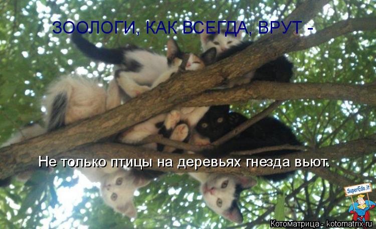 Котоматрица: Не только птицы на деревьях гнезда вьют. ЗООЛОГИ, КАК ВСЕГДА, ВРУТ -