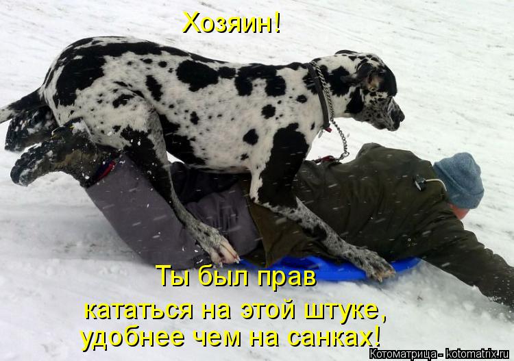 Хозяин! Ты был прав кататься на этой штуке, удобнее чем на санках!... Котоматрица: Хозяин! Ты был прав кататься на этой штуке, удобнее чем на санках!