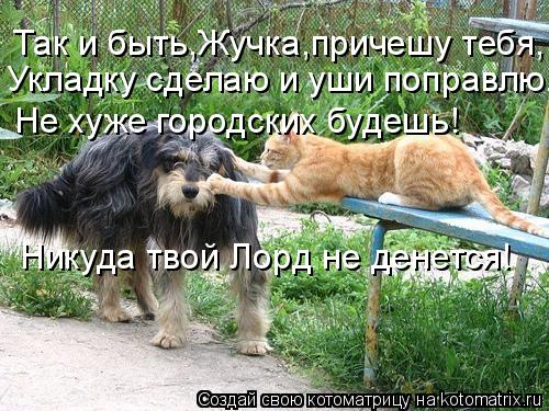 Котоматрица: Так и быть,Жучка,причешу тебя, Укладку сделаю и уши поправлю. Не хуже городских будешь! Никуда твой Лорд не денется!