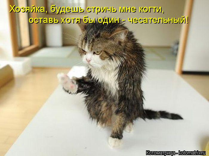 Котоматрица: Хозяйка, будешь стричь мне когти, оставь хотя бы один - чесательный!
