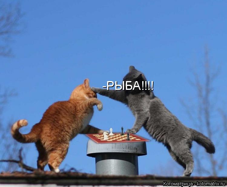 Котоматрица: -РЫБА!!!!