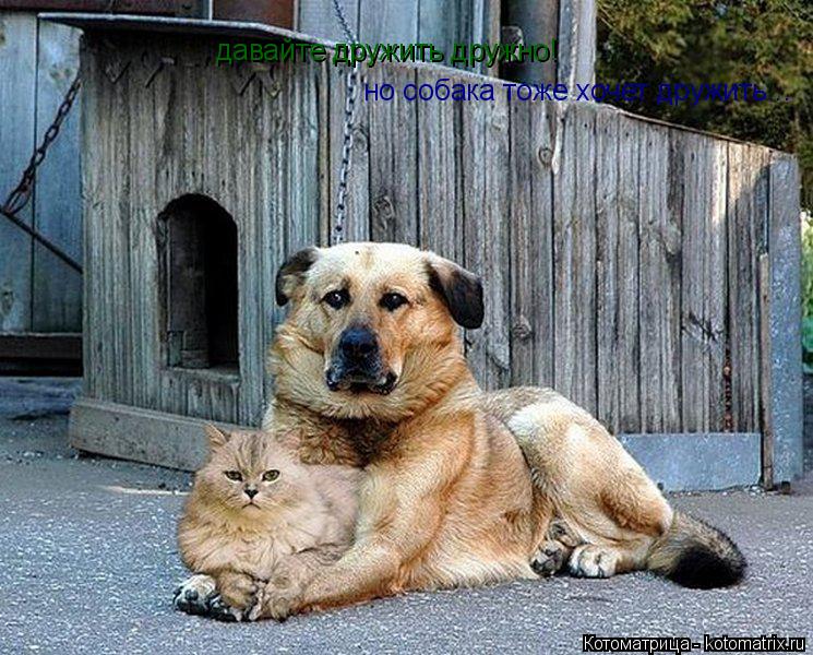 Котоматрица: давайте дружить дружно! но собака тоже хочет дружить...