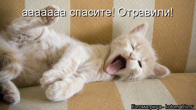 Котоматрица: ааааааа спасите! Отравили!