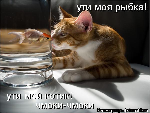 Котоматрица: ути моя рыбка! ути мой котик! чмоки-чмоки