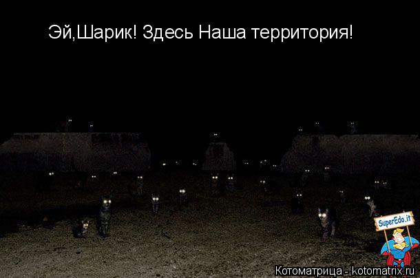 Эй,Шарик! Здесь Наша территория!... Котоматрица: Эй,Шарик! Здесь Наша территория!