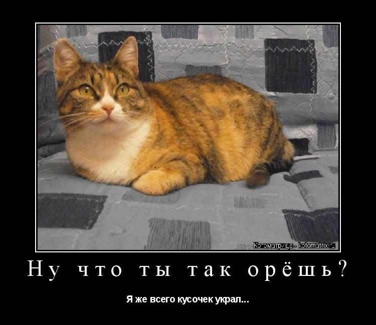 Котоматрица: Ну что ты так орёшь? Я же всего кусочек украл...