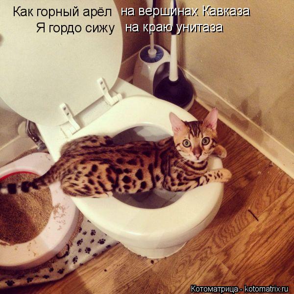 Котоматрица: Как горный арёл  на вершинах Кавказа Я гордо сижу на краю унитаза