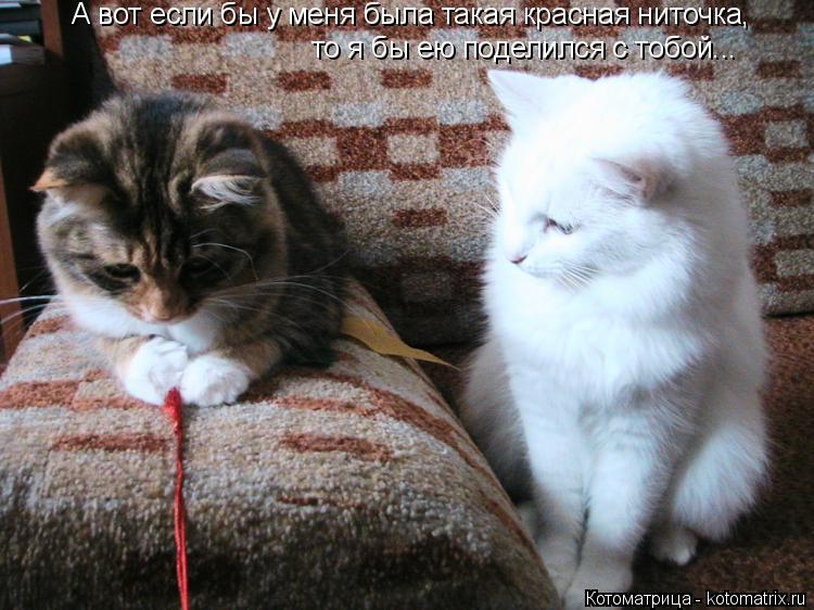 Котоматрица: А вот если бы у меня была такая красная ниточка, то я бы ею поделился с тобой...