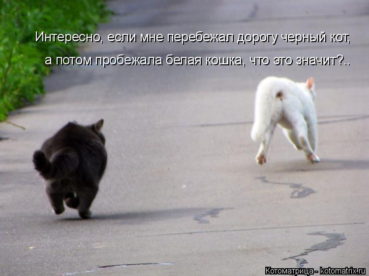 Интересно, если мне перебежал дорогу черный кот, а потом пробежала белая кошка, что это значит?..... Котоматрица: Интересно, если мне перебежал дорогу черный кот, а потом пробежала белая кошка, что это значит?..