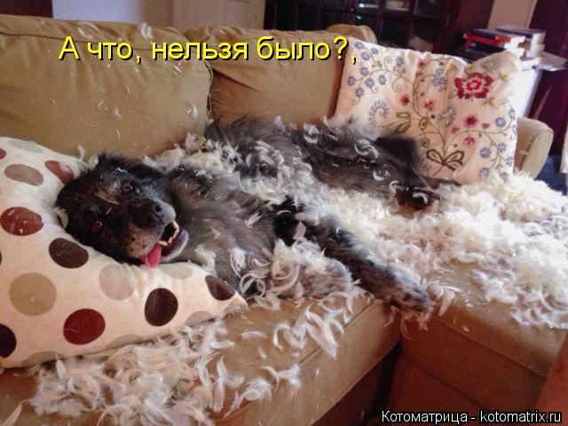 А что, нельзя было?,... Котоматрица: А что, нельзя было?,