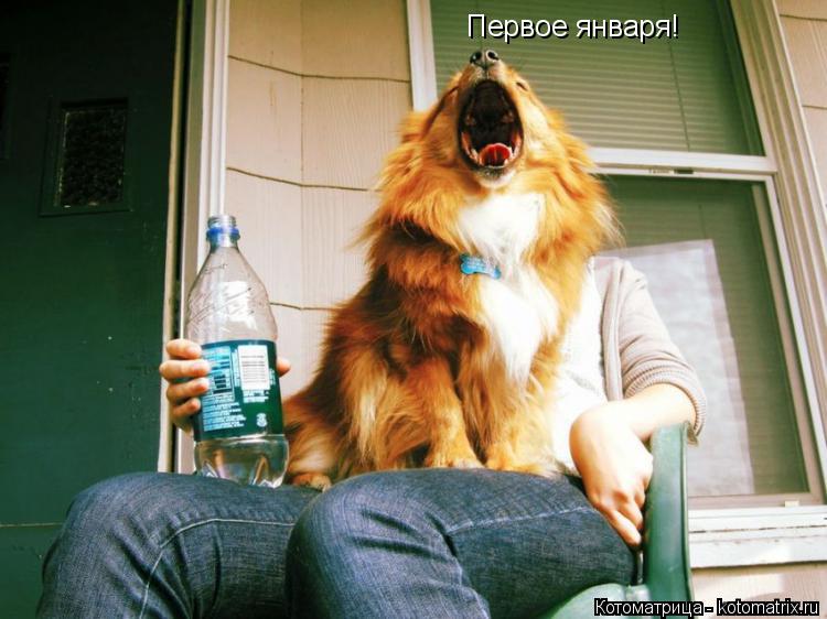 Первое января!... Котоматрица: Первое января!